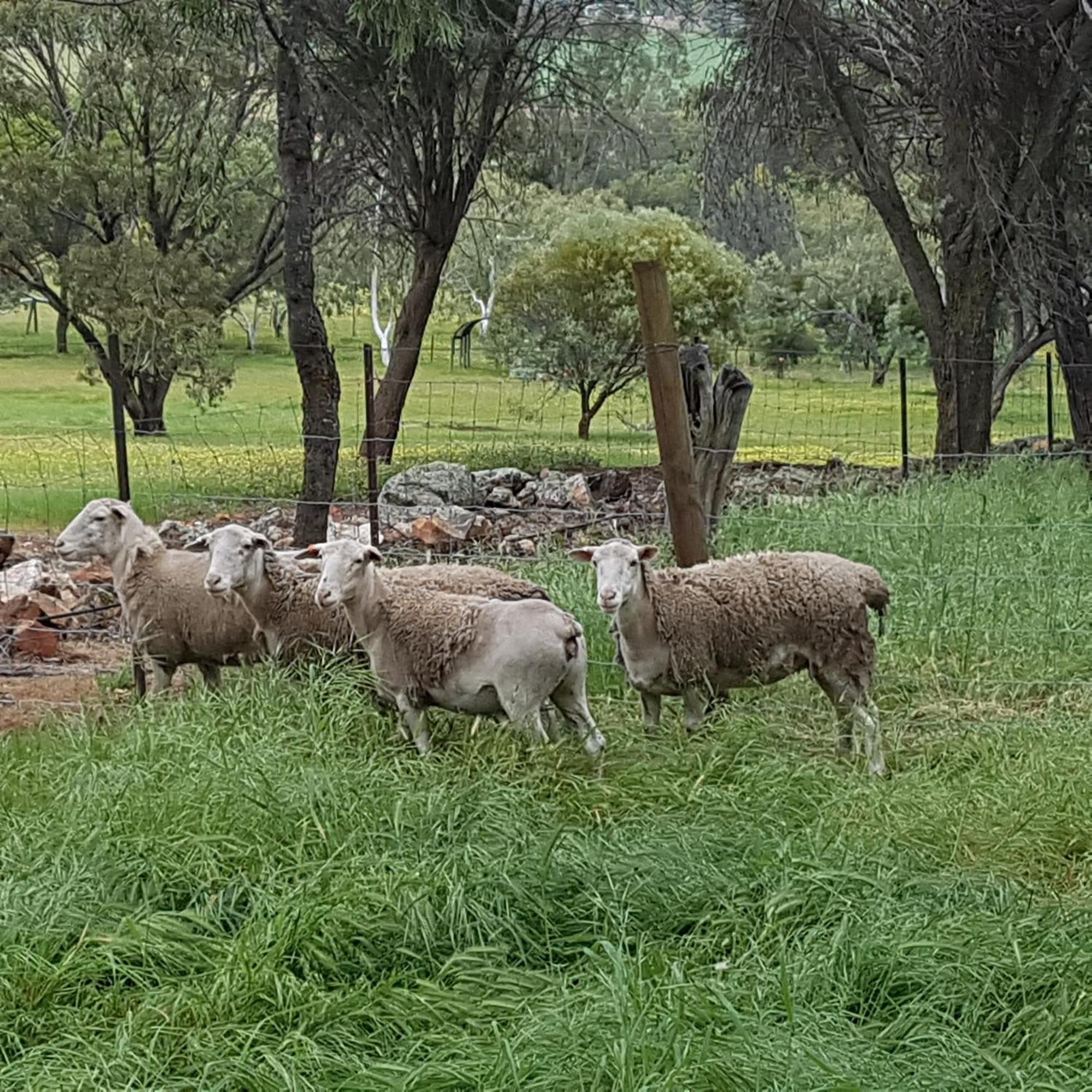 Pecan Hill Bnb Toodyay Exterior photo